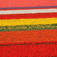 Rijen met kleurrijke tulpen in tulpenveld (Tulipa sp.) in Nederland
